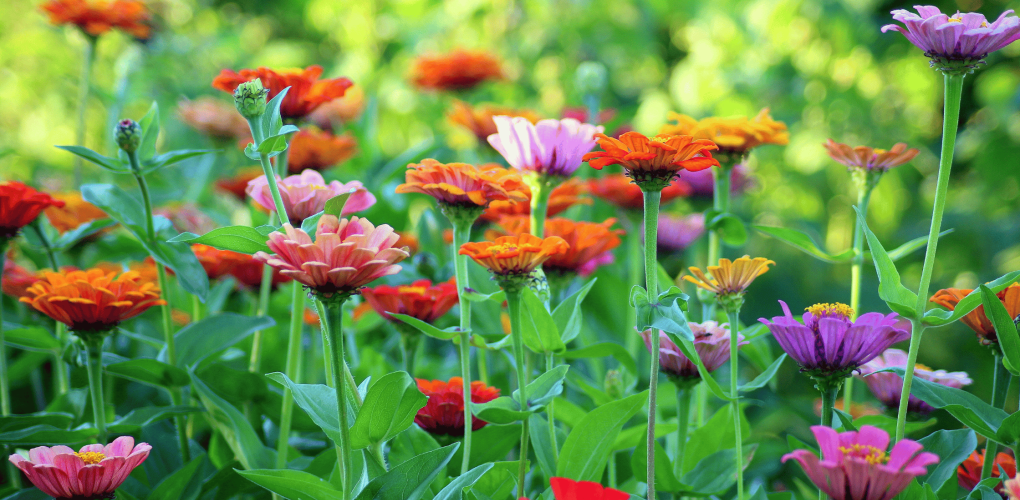 Les 5 avantages à créer de la diversité dans son jardin à Saint-Nazaire